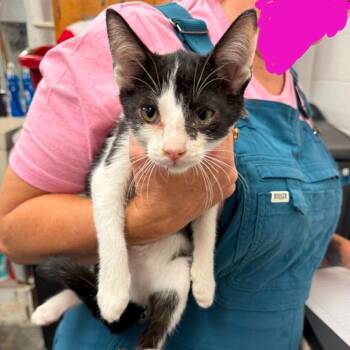 Doug Dimmadone -  Domestic Short Hair Cat for Adoption in Evensville, Tennessee - Doug Dimmadone | PetCurious