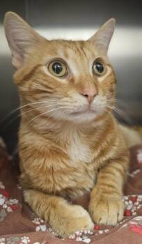 Domestic Short Hair Cats Available for Adoption - OREO* | PetCurious