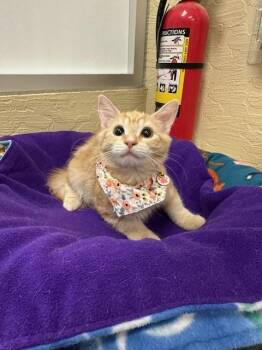 Rescue Maine Coon Cats for Adoption in Parlier, California - Nani | PetCurious