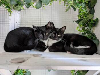 Rescue Domestic Short Hair Cats for Adoption in Beaverton, Oregon - Valka And Stoick (bonded Pair) | PetCurious