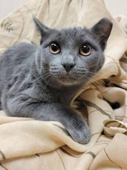 Rescue Domestic Short Hair Cats for Adoption in Lorain, Ohio - Molly | PetCurious