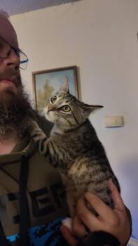 Tabby and Tuxedo Cats Available for Adoption - Frankie | PetCurious