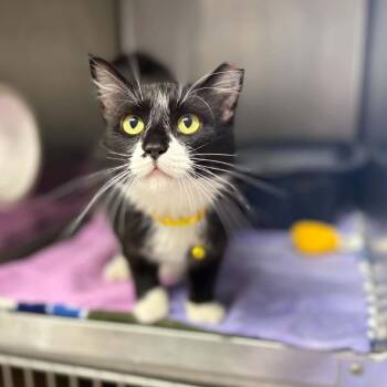 Gemma -  Domestic Medium Hair Cat for Adoption in Stephenville, Texas - Gemma | PetCurious
