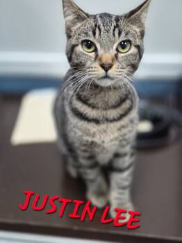 Rescue Domestic Short Hair Cats for Adoption in Rome, Georgia - Justin Lee | PetCurious