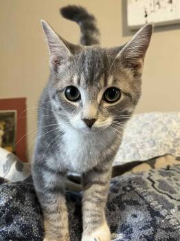 Rescue Domestic Short Hair Cats for Adoption in Richmond, Kentucky - Hazel | PetCurious