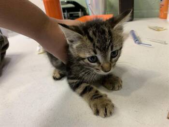 A232353 -  Domestic Short Hair Cat for Adoption in Grand Prairie, Texas - A232353 | PetCurious