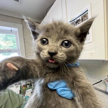 Phil -  Domestic Short Hair Cat for Adoption in Ruckersville, Virginia - Phil | PetCurious