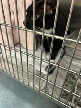 Domestic Short Hair Cats Available for Adoption in West Palm Beach, Florida - HOLLY | PetCurious