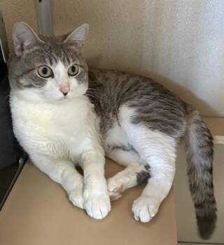 Walter -  Domestic Medium Hair and Domestic Short Hair Cat for Adoption in Honolulu, Hawaii - Walter | PetCurious