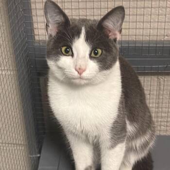 Domestic Short Hair Cats Available for Adoption in Washington, District Of Columbia - Pride Kittens: Troye 16905 | PetCurious