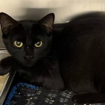 Fortune -  Domestic Short Hair Cat for Adoption in New York, New York - Fortune | PetCurious