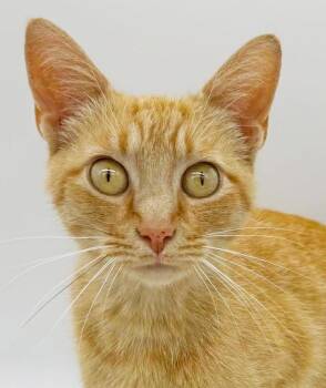 Daphne - another rare DARK ORANGE female - petite purrfection -  -  Tabby Cat for Adoption in Bedford Hills, New York - Daphne - Another Rare DARK ORANGE Female - Petite Purrfection -  | PetCurious