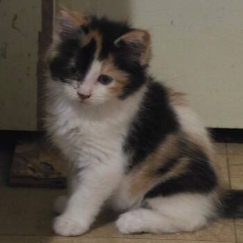Barbie -  Domestic Medium Hair Cat Available for Adoption in Melrose, Florida - Barbie | PetCurious