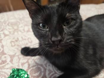 Coco Puff -  Domestic Short Hair Cat for Adoption in Lawrenceville, Georgia - Coco Puff | PetCurious