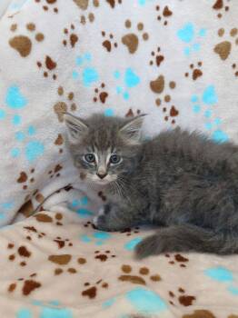 Fitz -  Domestic Long Hair Cat for Adoption in Dickson, Tennessee - Fitz | PetCurious