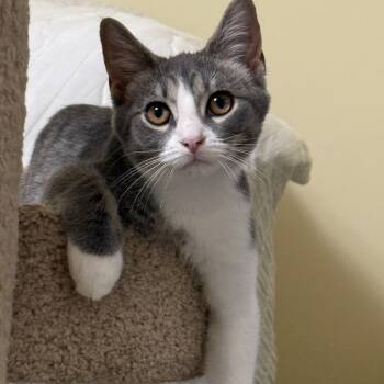 Claude Meownet -  Domestic Short Hair Cat for Adoption in Garden City, Michigan - Claude Meownet | PetCurious