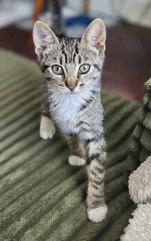 26-30 Natalie -  Domestic Short Hair Cat for Adoption in St. Helens, Oregon - 26-30 Natalie | PetCurious
