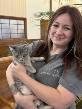 Tabby Cats Available for Adoption in Vallejo, California - Mud ( AP) | PetCurious