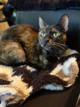Domestic Short Hair Cats Available for Adoption in Oceanside, California - Zeva | PetCurious