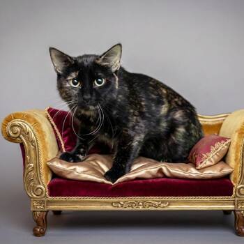 Fern -  Domestic Medium Hair Cat for Adoption in Belleville, Illinois - Fern | PetCurious