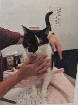 Benji -  Domestic Short Hair Cat for Adoption in Daytona Beach, Florida - Benji | PetCurious