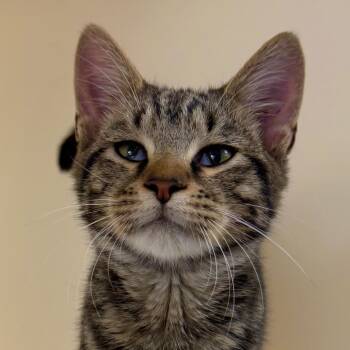 Fuller -  Domestic Short Hair Cat for Adoption in Harrisonburg, Virginia - Fuller | PetCurious