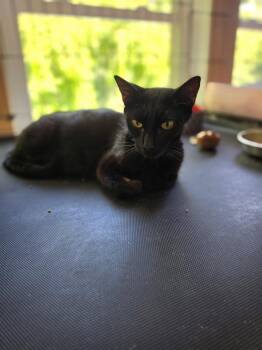 Endurance -  Domestic Short Hair Cat for Adoption in Shawnee, Kansas - Endurance | PetCurious