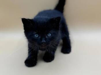 Bob -  Domestic Short Hair Cat for Adoption in Portland, Oregon - Bob | PetCurious