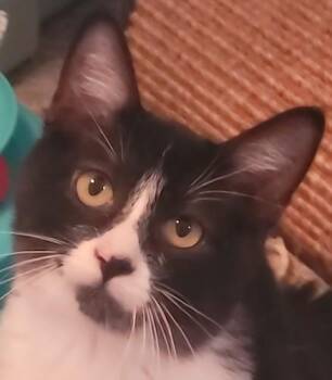 Rescue Tuxedo and Domestic Short Hair Cats for Adoption in North Highlands, California - DickensA | PetCurious