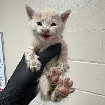 Gromit -  Domestic Short Hair Cat for Adoption in Reno, Nevada - Gromit | PetCurious