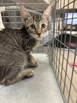 GUMBY -  Domestic Short Hair Cat for Adoption in Las Vegas, Nevada - GUMBY | PetCurious