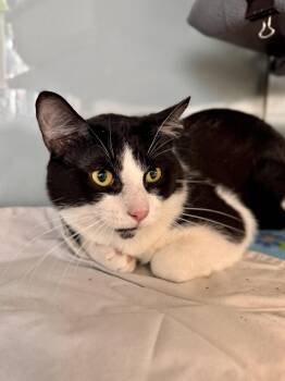 Beaker -  Domestic Short Hair Cat for Adoption in Midland, Michigan - Beaker | PetCurious