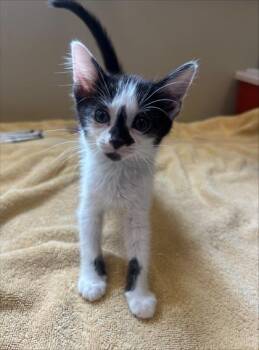 Emmy -  Domestic Short Hair Cat for Adoption in Fishers, Indiana - Emmy | PetCurious