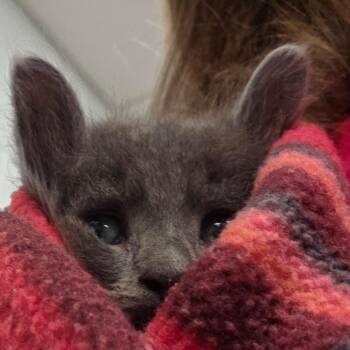 Fog -  Domestic Short Hair Cat for Adoption in Chattanooga, Tennessee - Fog | PetCurious