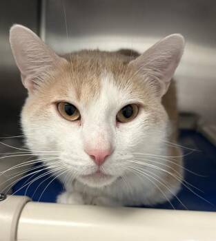 KYO -  Domestic Short Hair Cat for Adoption in Dallas, Texas - KYO | PetCurious