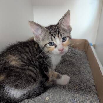 Domestic Short Hair Cats Available for Adoption in Jeffersonville, Indiana - Honeysuckle | PetCurious