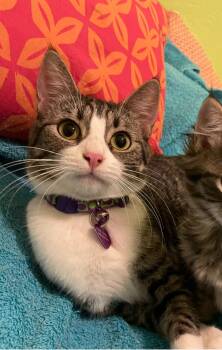 Tabby and Domestic Short Hair Cats Available for Adoption - Madison Dakota | PetCurious