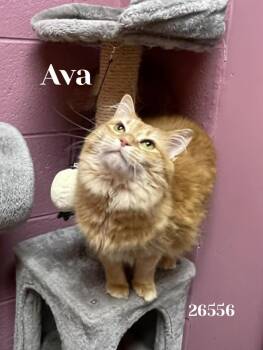 Domestic Long Hair Cats Available for Adoption in Oak Ridge, Tennessee - Ava | PetCurious