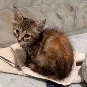 Maeve -  Domestic Short Hair Cat for Adoption in Los Angeles, California - Maeve | PetCurious