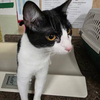 Domestic Short Hair Cats Available for Adoption - Regidrago | PetCurious