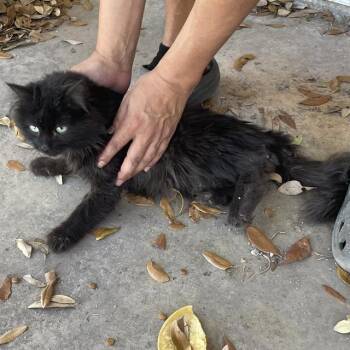 Domestic Medium Hair Cats Available for Adoption - LIGHTNING | PetCurious