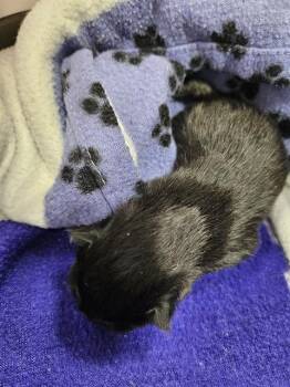 ANNIE -  Domestic Short Hair Cat for Adoption in Palmetto, Florida - ANNIE | PetCurious