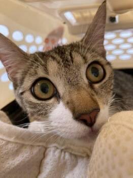 BUTTERFLY -  Domestic Short Hair Cat for Adoption in Fort Lauderdale, Florida - BUTTERFLY | PetCurious