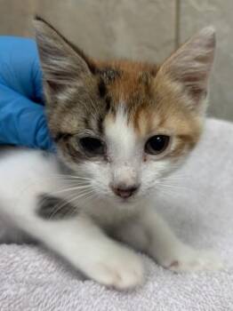 Leaf -  Domestic Short Hair Cat for Adoption in Honolulu, Hawaii - Leaf | PetCurious
