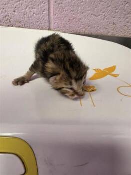 k4 -  Domestic Short Hair Cat for Adoption in El Paso, Texas - K4 | PetCurious