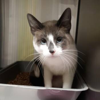 Domestic Short Hair and Siamese Cats Available for Adoption in Spokane, Washington - Lulu | PetCurious