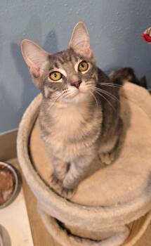 Rescue Domestic Short Hair Cats for Adoption in Vancouver, Washington - Snickers | PetCurious