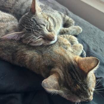 Domestic Short Hair Cats Available for Adoption - Dot | PetCurious