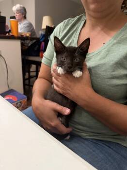 Knockout (Available for pre-adoption) -  Domestic Short Hair Cat for Adoption in Camden, South Carolina - Knockout (Available For Pre-adoption) | PetCurious