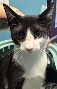 SPRINKLE -  Domestic Short Hair Cat for Adoption in Houston, Texas - SPRINKLE | PetCurious